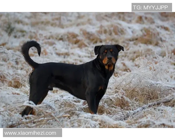 两届PFL总冠军拉里萨·帕切科与PFL免除合约